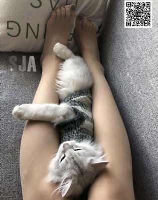 帮帮我托德第二季